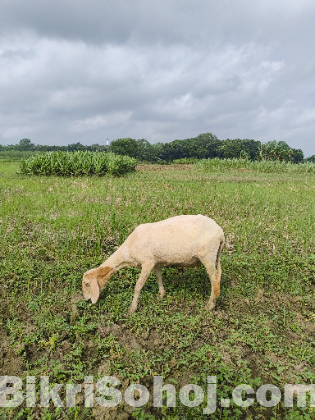 ওরজিনিয়াল গাড়ল